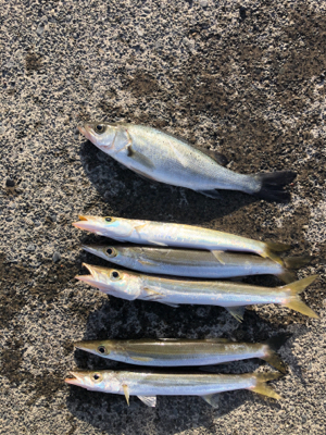 カマスとセイゴ