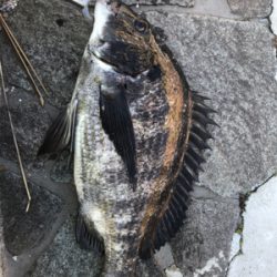 2021初フィッシュ!