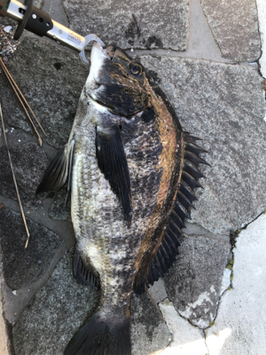 2021初フィッシュ!