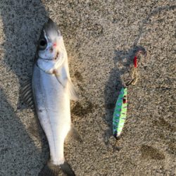 初フィッシング