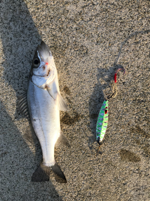 初フィッシング