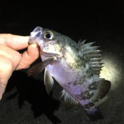 ライトゲームメバル