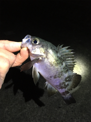 ライトゲームメバル