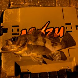 メバリング ‼️