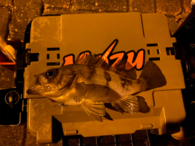 メバリング ‼️