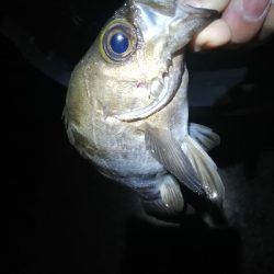 フロートメバリング