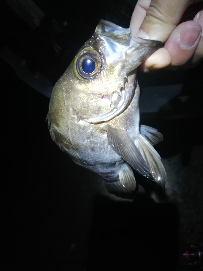 フロートメバリング