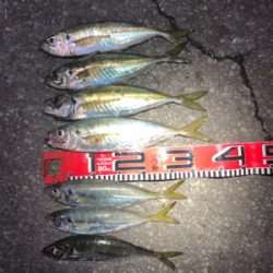 今期２回目のアジ釣り