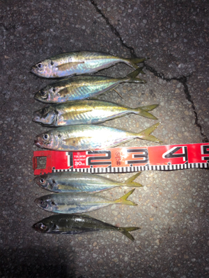 今期２回目のアジ釣り