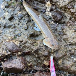 雪が降る程、寒いのにエソ釣果