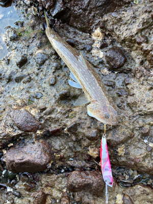 雪が降る程、寒いのにエソ釣果