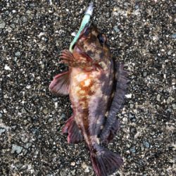 厳寒期の貴重な釣果