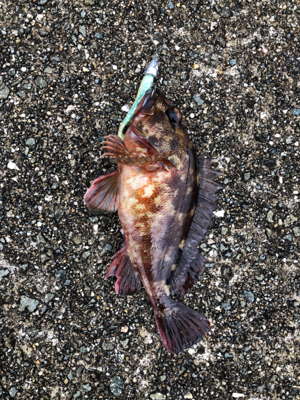 厳寒期の貴重な釣果