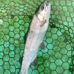 エリアトラウト