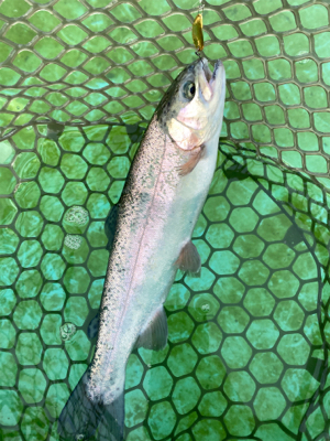 エリアトラウト