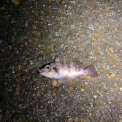 渋めの釣り初め