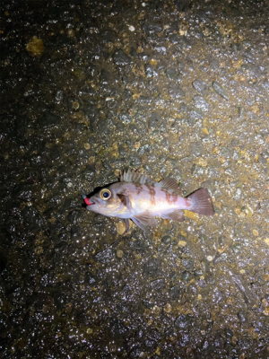 渋めの釣り初め