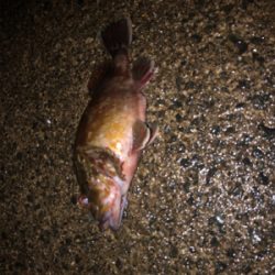 ヤリイカ釣れず。。