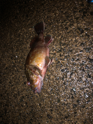 ヤリイカ釣れず。。