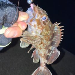 メバルいるの？