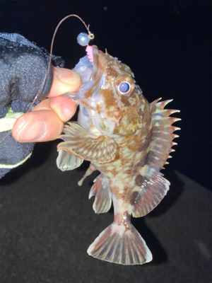 メバルいるの？