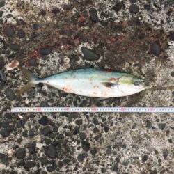 爆風の中、波をかぶりながらの鰤ならずヤズ祭り