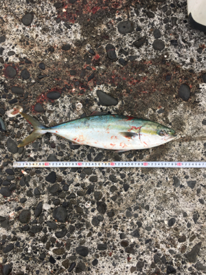 爆風の中、波をかぶりながらの鰤ならずヤズ祭り