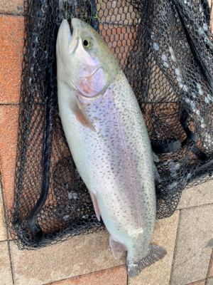 バースデートラウト