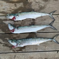 ナブラ撃ち！サゴシ！！