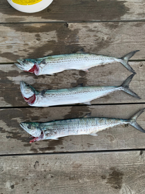 ナブラ撃ち！サゴシ！！