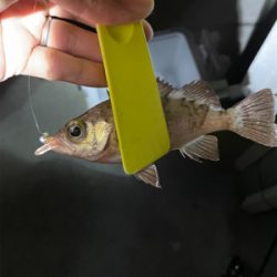 アジが見つからない