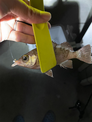 アジが見つからない