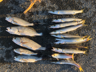 カマスとイシモチ