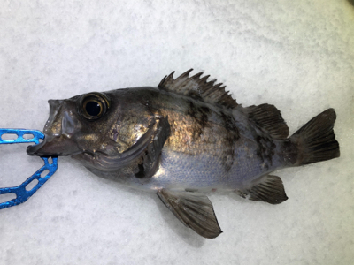 雪上メバリング