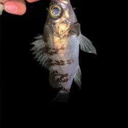 ロックフィッシュ