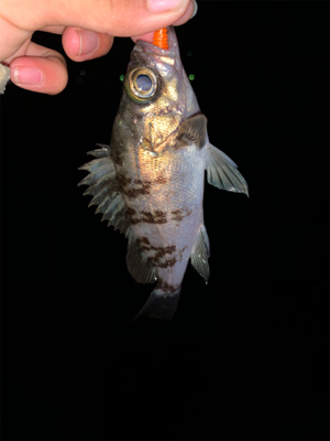 ロックフィッシュ