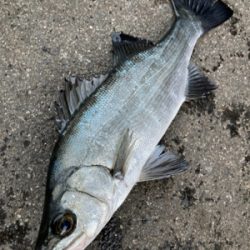 爆風のヒラスズキ釣行！！