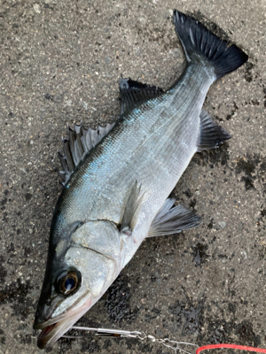 爆風のヒラスズキ釣行！！