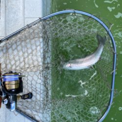 服部緑地　エリアトラウト