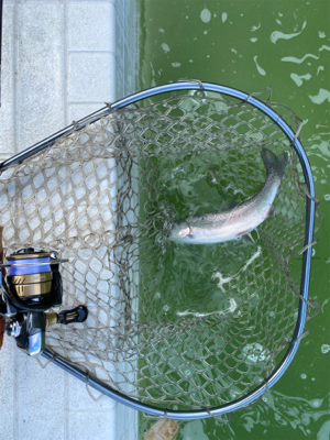 服部緑地　エリアトラウト