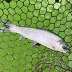 エリアトラウト