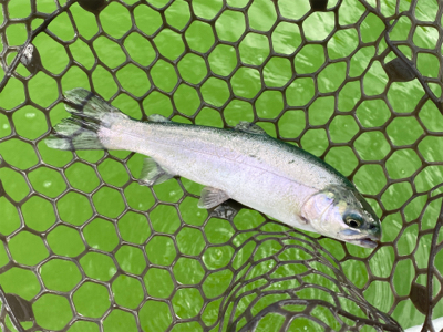 エリアトラウト