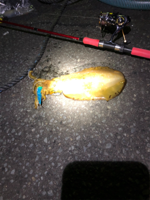 アオリイカを求めて！