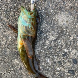 オノコロアジング