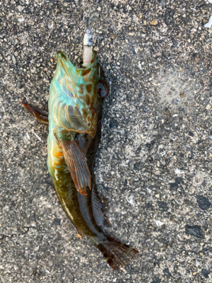 オノコロアジング