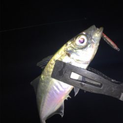 朝マズメアジング