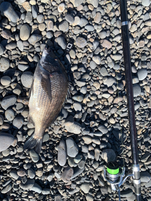 今年の初釣行狙うは居残りカツオ！