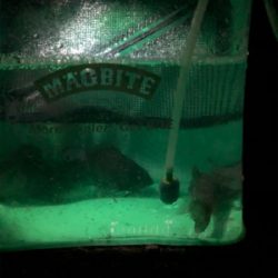 メバリング始めます