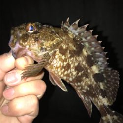 ガシラ　メバル