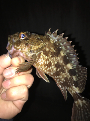 ガシラ　メバル